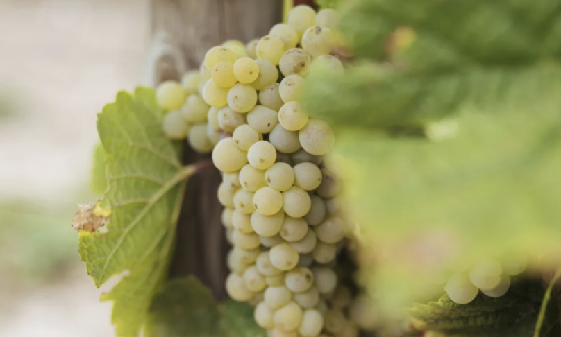 Винные хиты Франции