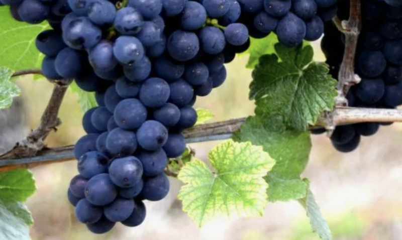 Франция между строк